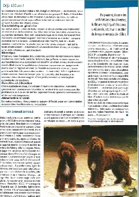 du soleil du Ventoux - L'officiel des Chiensd e chasse, . . la suite