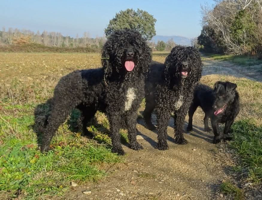 Arrêt de l élevage